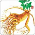 ginseng