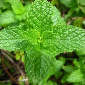 Δυόσμος, Mentha viridis,