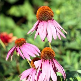 εχινατσια, Εχινακεια, εχινατσεα, Echinacea