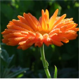 Καλέντουλα, Calendula officinalis,