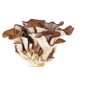 MAITAKE ΣΚΟΝΗ