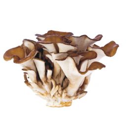 MAITAKE ΣΚΟΝΗ