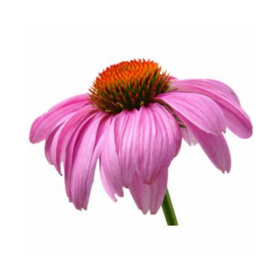 LAVERA ECHINACEA