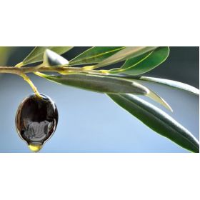 Extra Virgin Olive Oil Bio (V4VITA)