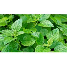 Lemon Balm bio (Symbeeosis)