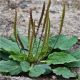 πεντάνευρο, Plantago