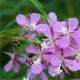 επιλόβιο, Willow Herb